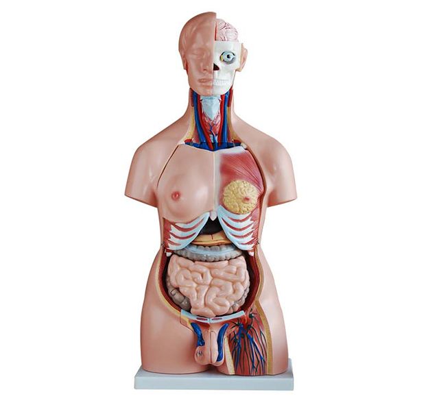 dualsex human torso model 40 parts