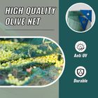 Olive Net