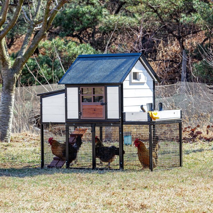 Blooming Chicken Coop