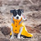 winter dog jacket