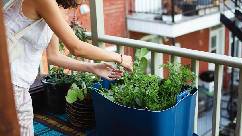 Harnessing the Grow-Your-Own Trend: Opportunities for Garden Retailers