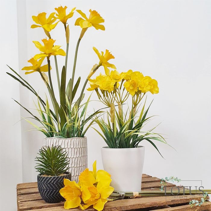 Spring Flowers Spring Fair 2025