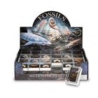 Gift Boxed Fossil Pack