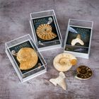 Gift Boxed Fossil Pack