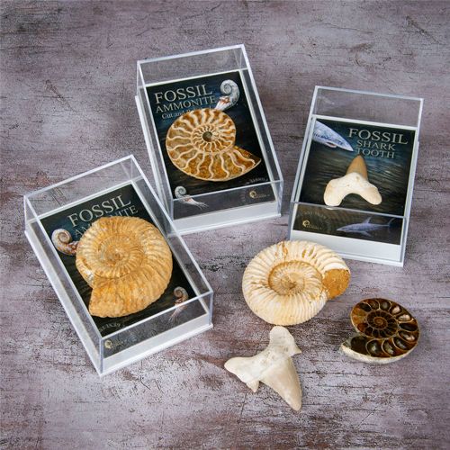 Gift Boxed Fossil Pack
