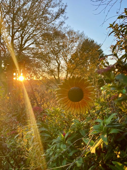 AluminArk Garden Collection