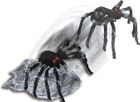 Halloween Jumping Spider