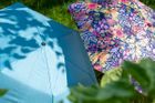 Umbrellas