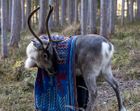 100 % Wool Blanket