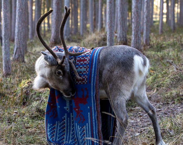 100 % Wool Blanket