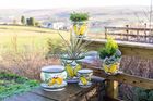 Outdoor Pots