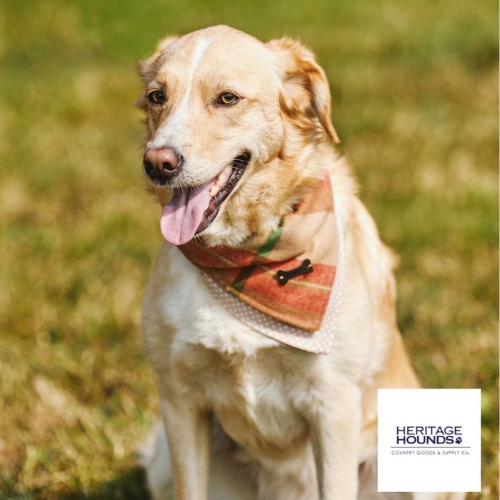 Pet Accessories