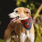 Pet Accessories