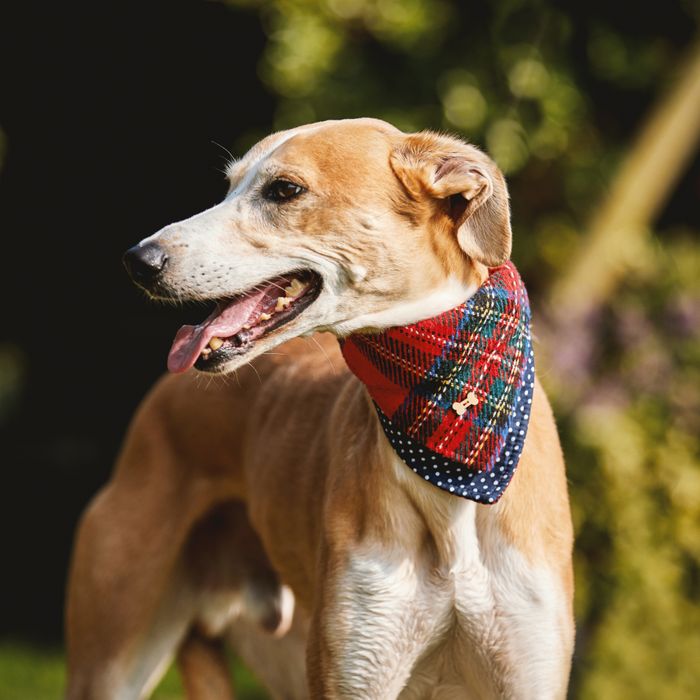 Pet Accessories