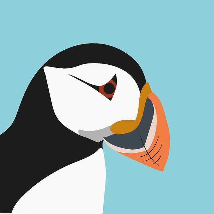 New Birds: Puffins