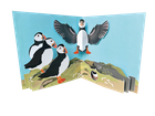 New Birds: Puffins