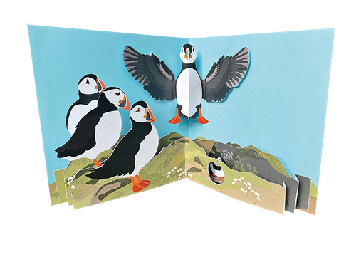 New Birds: Puffins