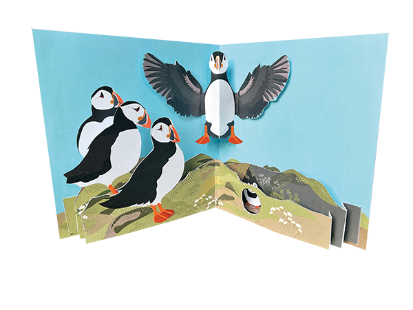 New Birds: Puffins