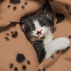 FurDreams 3-Pack Pet Blankets
