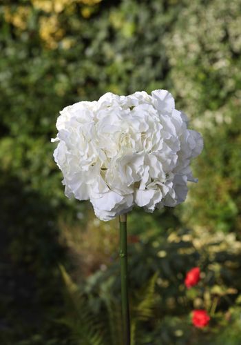 Ivory Hydrangea