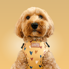 Mustard Been Love Collection