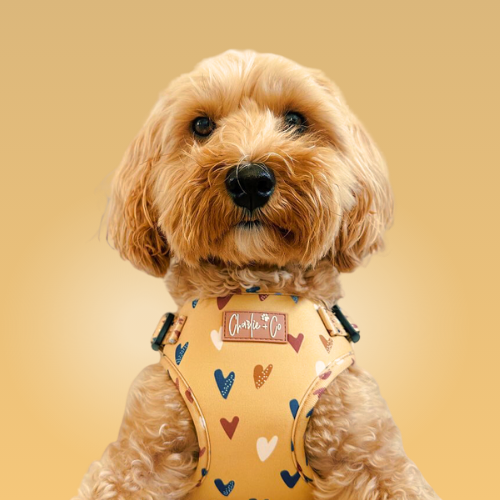 Mustard Been Love Collection