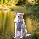 Adjustable Step In Dog Harness - Made With Woof