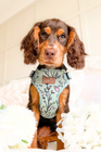 Adjustable Dog Harness - Are You FLO-REAL?