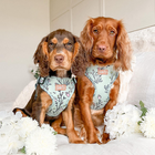Adjustable Dog Harness - Are You FLO-REAL?