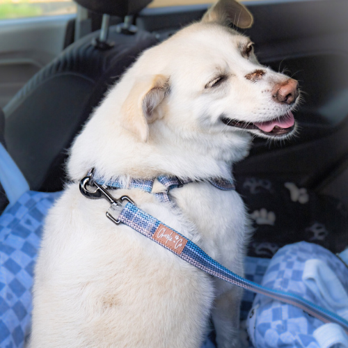 Pet Travel Collections