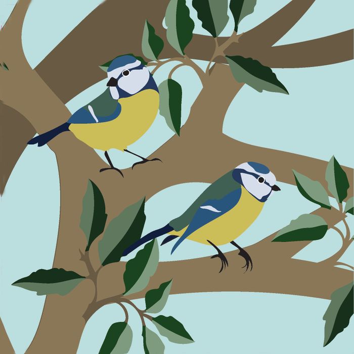 New Birds: Blue Tits