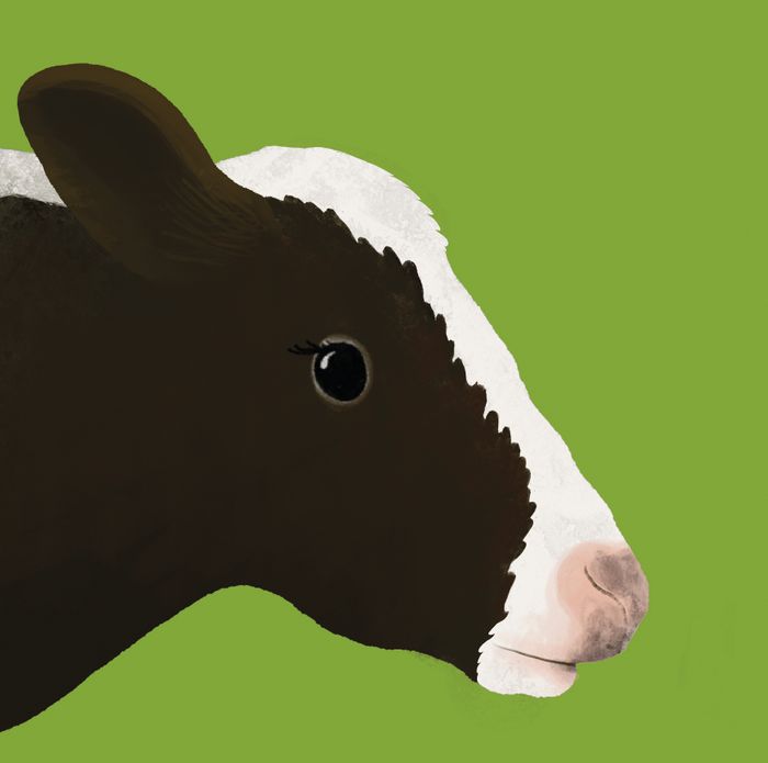 Farm Animals: Cow
