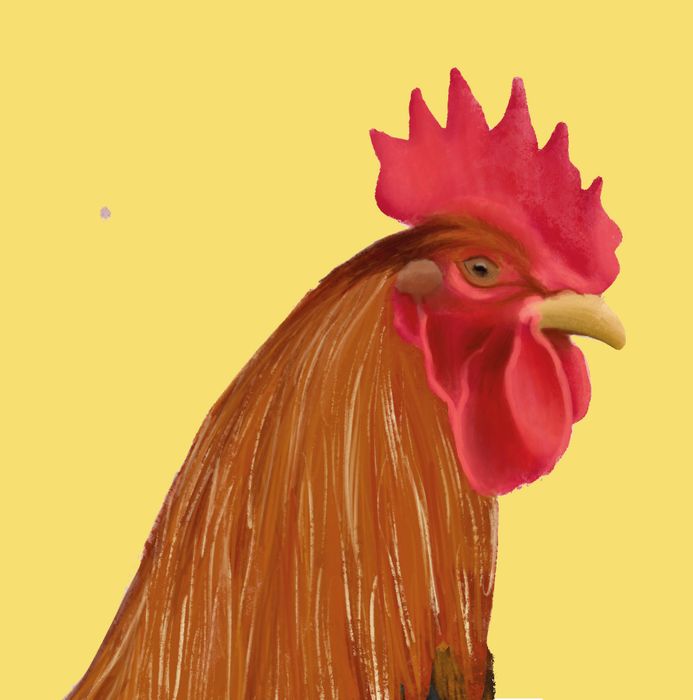 Farm Animals: Rooster