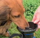 Aqua Pet Drinks Bottle