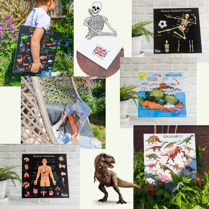 Portable Educational Poster Boards + Free Wooden Tripod Stands