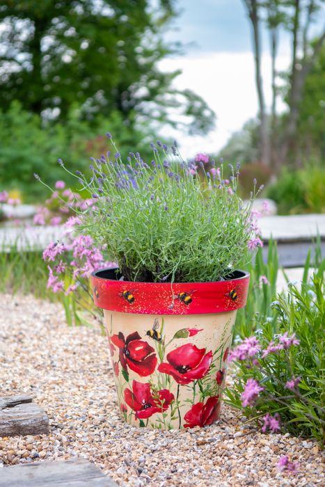 Poppy Zest Pot
