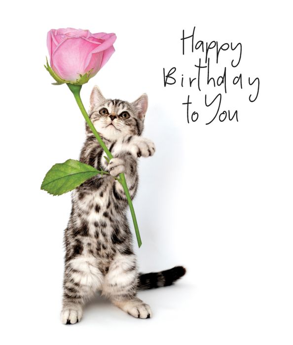 Animaltastic - new designs