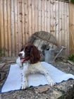 Ivy & Duke X CoolSoft Pet Cooling Mat