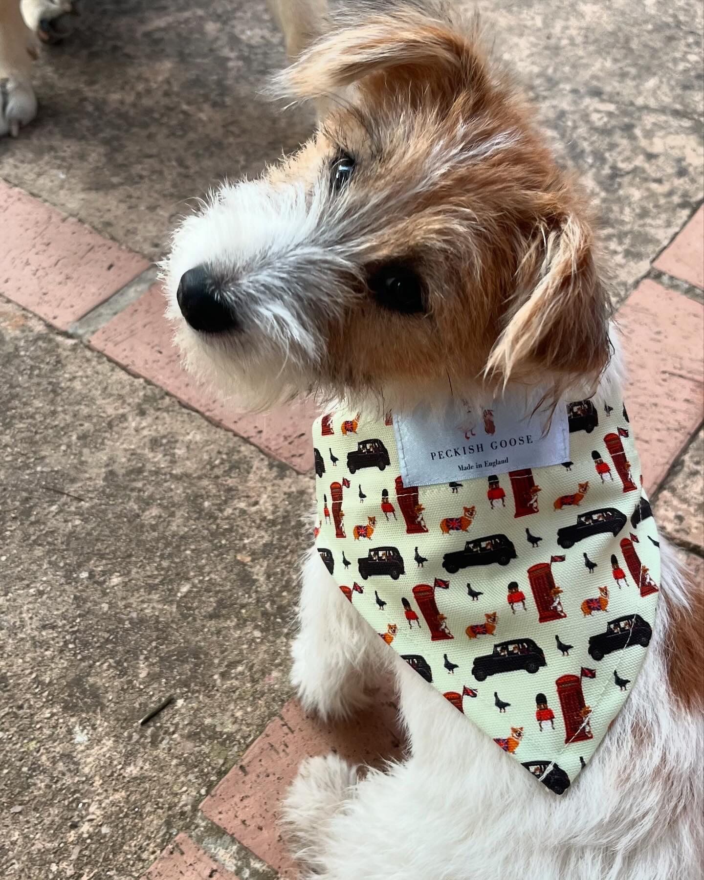 Dog Bandanas