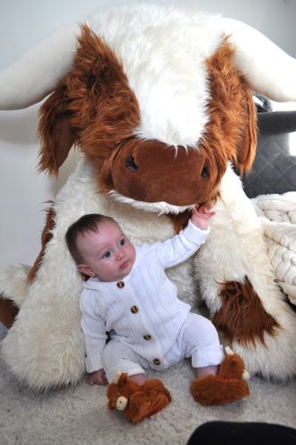 New Extra Large Cows Available