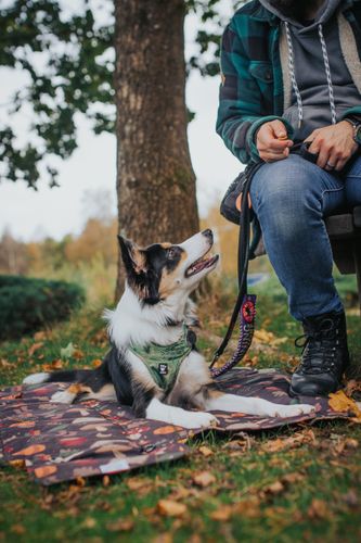 Dog travel bed / settle mats