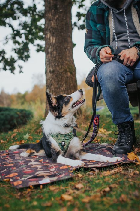 Dog travel bed / settle mats