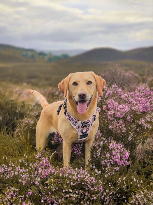 Adventure dog harness - 3 buckle design