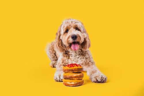 Dog Cake