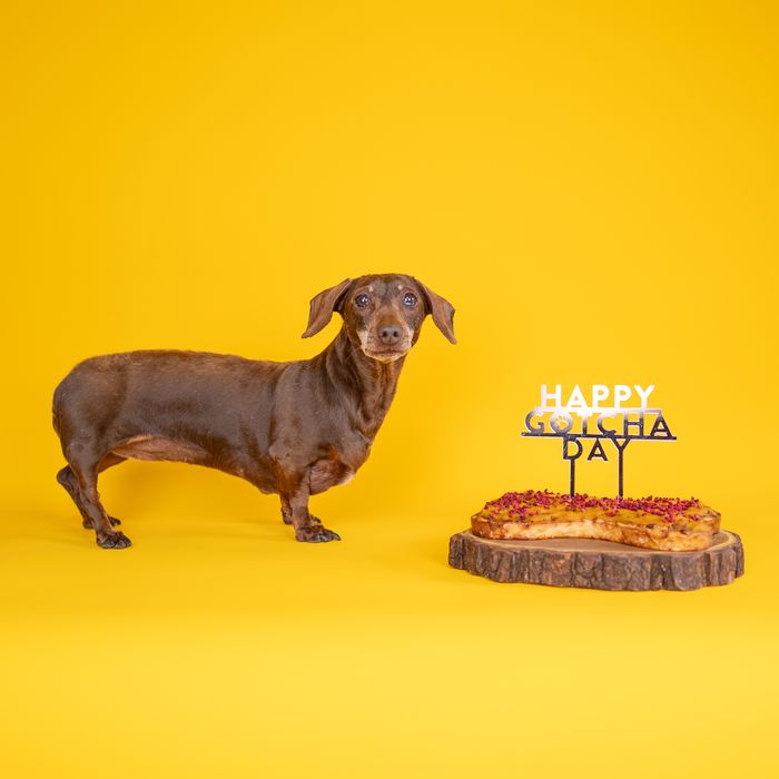Dog Cake Topper