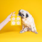 Dog Ice Cream