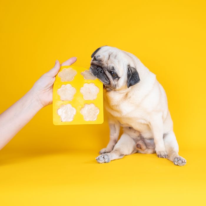 Dog Ice Cream