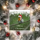 Christmas Cards