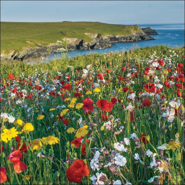 National Trust Spring Fair 2025