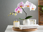 Botanicals Collection